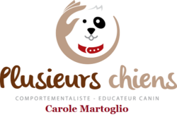 Plusieurs chiens – comportementaliste – éducateur canin